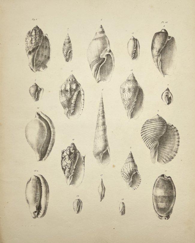 Edmund Crouch (1789-1855) - Antique Natural History Prints - Shell Prints (1 of 2)