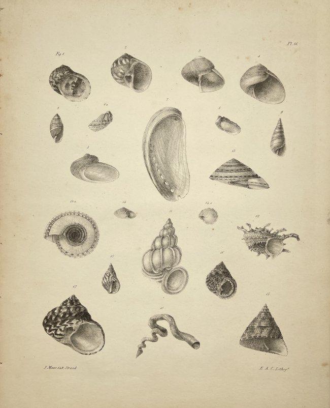 Edmund Crouch (1789-1855) - Antique Natural History Prints - Shell Prints (1 of 2)