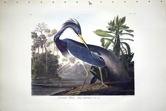 John James Audubon (1785-1851) - Birds of America - Louisiana Heron: Lithograph print from the Leipzig Edition of John James Audubon's "Birds of America" printed in Leipzig, Germany in 1973. The Leipzig Edition of Audubon was printed using a form of lithography that pu