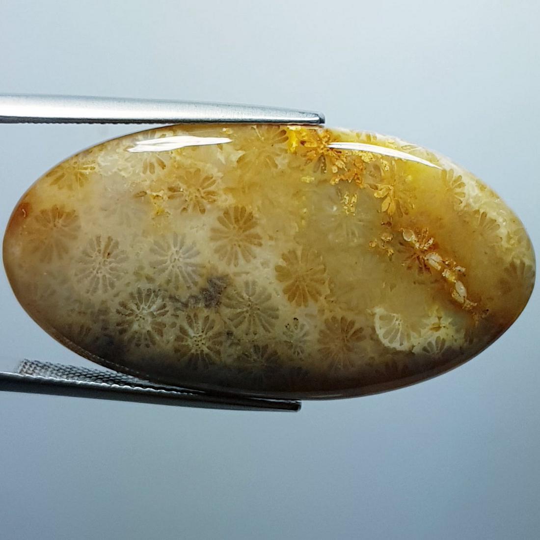 39.22 Ctz Natural Sea Fossil Coral (1 of 4)