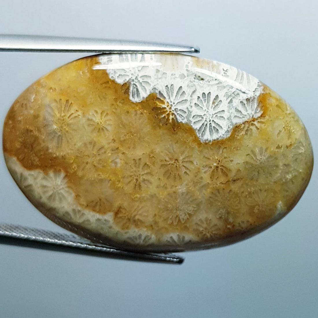 35.73 Ctz Natural Sea Fossil Coral: No Reserve! Title: 35.73 Ctz Natural Sea Fossil Coral Color/Clarity: Sandle / Opaque Gemstone: Fossil Coral Carat Weight: 35.73 Size/Dimensions: 34.48 x 22.40 x 5.66 Additional Information: South Sea