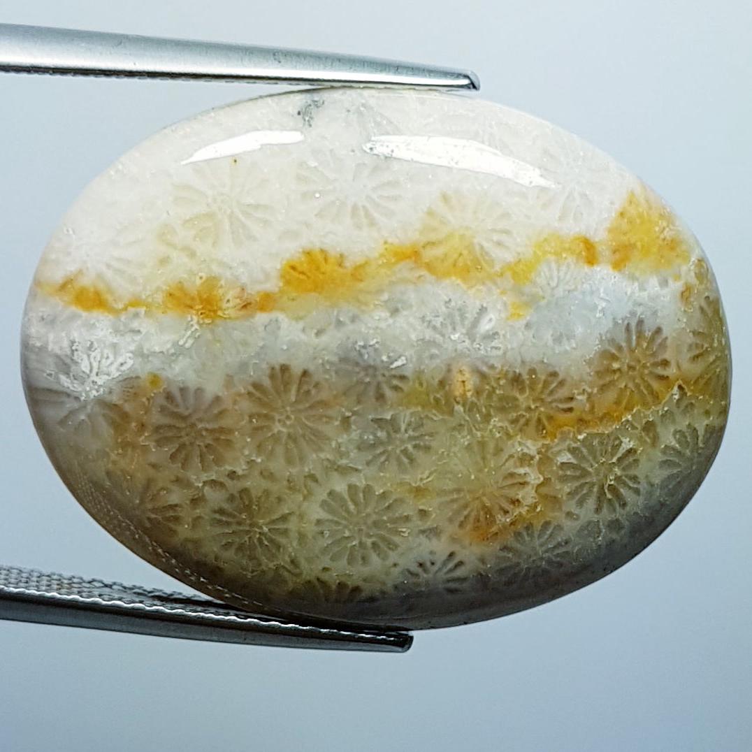33.23 Ctz Natural Sea Fossil Coral: No Reserve! Title: 33.23 Ctz Natural Sea Fossil Coral Color/Clarity: Sandle / Opaque Gemstone: Fossil Coral Carat Weight: 33.23 Size/Dimensions: 29.32 x 22.49 x 6.03 Additional Information: South Sea