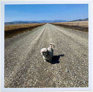 Stephen Shore- Annabelle, Melville Road... Montana 2020: Title: Stephen Shore- Annabelle, Melville Road... Montana 2020 Description: Stephen Shore- Annabelle, Melville Road... Montana 2020 Reserve: $200.00 Shipping: Domestic: Flat-rate of $15.00 to anywhere