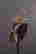item-136165710=11