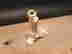 item-136214211=10