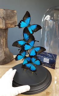 Butterfly Dome mixed with 6 Papilio Ulysses Butterflies 42cm RMV13: Butterfly dome filled with 6 finest A1 quality Papilio Ulysses butterflies. ( also named: Blue Emperor ) This Dome comes from the Collection: Butterfly Artwork, Designed & Crafted by Robert Mars 2019