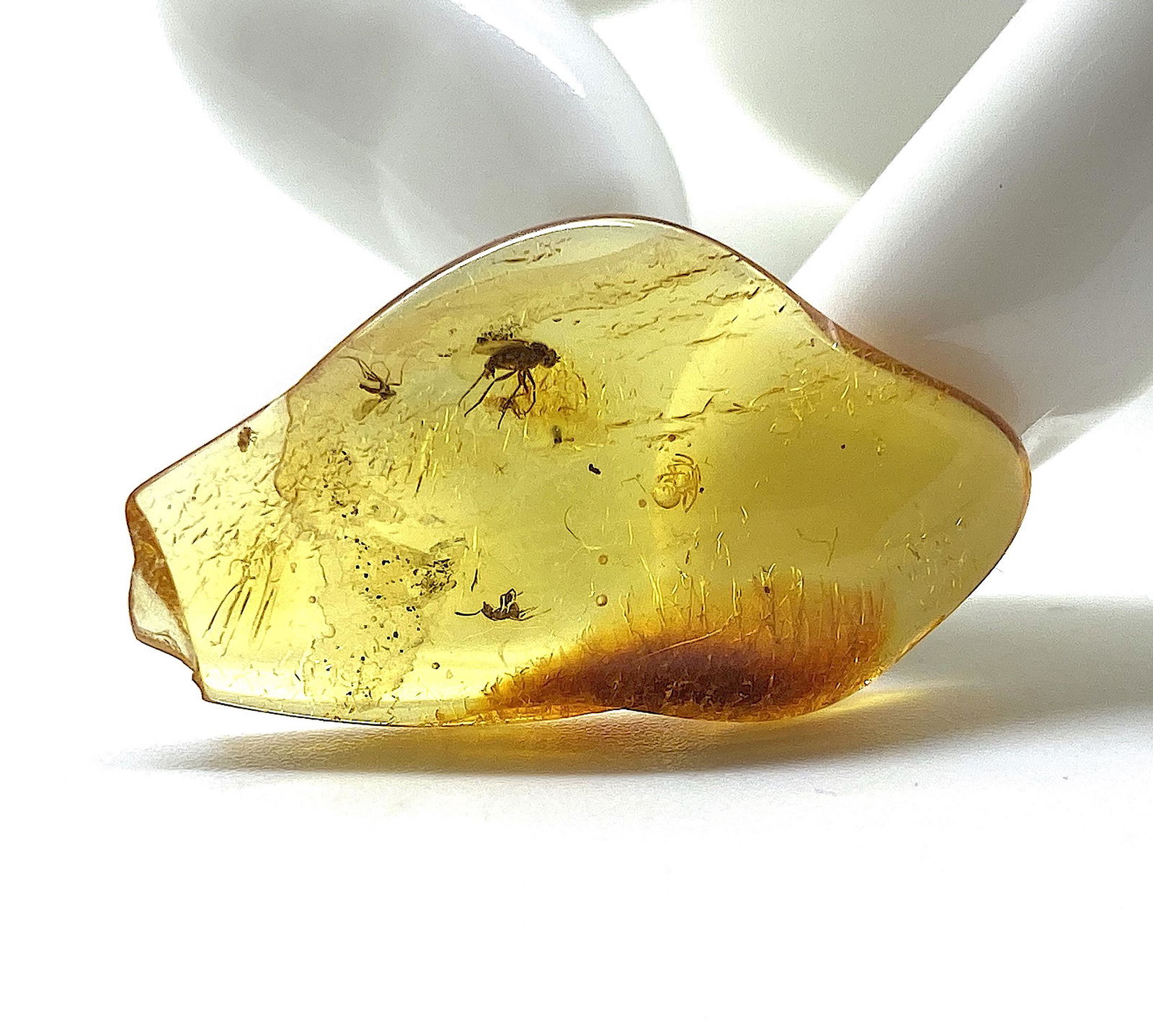 Raw Amber Stone with multiple insects (1 of 10)