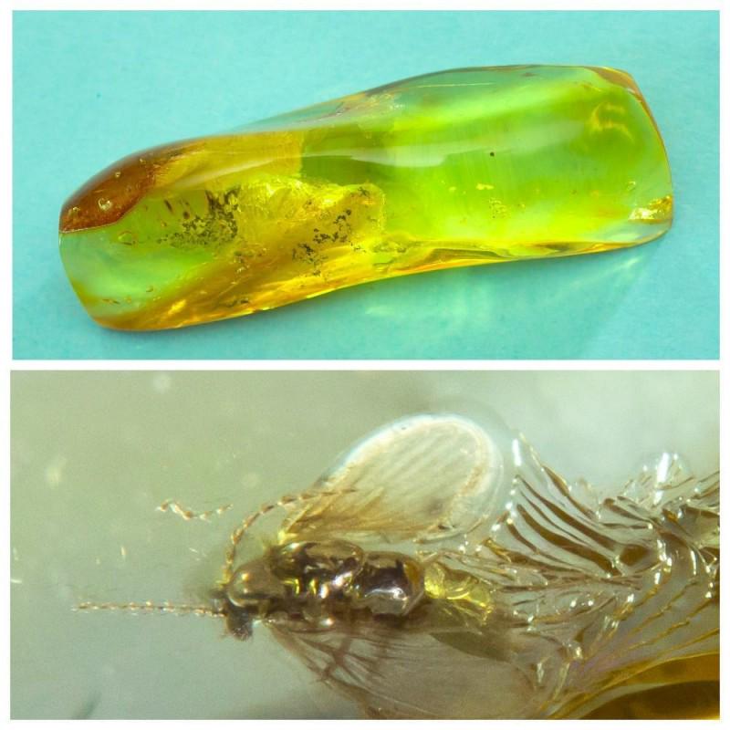 20g natural Baltic amber stone fossil insect inclusion Fly (Diptera): Weight: 20 gram (0.70 oz) Size: 9x11x36 mm Inclusion: Fly (Diptera) Age: 45-50 million years old Stone: 100% natural Baltic amber Photo of insects made with zoom Treatment: no Condition: as on the pho