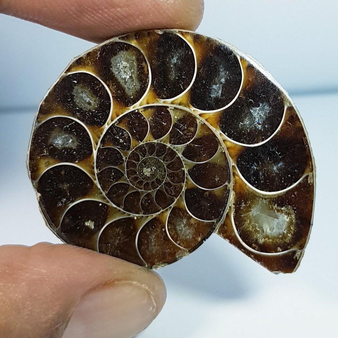 70.38 ctz Natural Ammonite Fossil Seashell Snail Gemstone: No Reserve! Title: 70.38 ctz Natural Ammonite Fossil Seashell Snail Gemstone Color/Clarity: Brown / Opaque Gemstones: Sea Shell Carat Weights: 70.38 Size/Dimensions: 34.25 x 28.80 x 8.50 Additional In