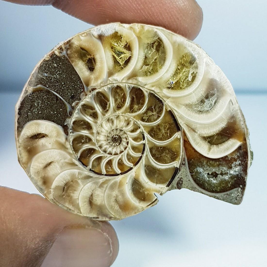 98.36 ctz Natural Ammonite Fossil Seashell Snail Gemstone: No Reserve! Title: 98.36 ctz Natural Ammonite Fossil Seashell Snail Gemstone Color/Clarity: Brown / Opaque Gemstones: Sea Shell Carat Weights: 98.36 Size/Dimensions: 39.90 x 33.80 x 10.50 Additional I