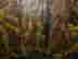 item-136773176=13