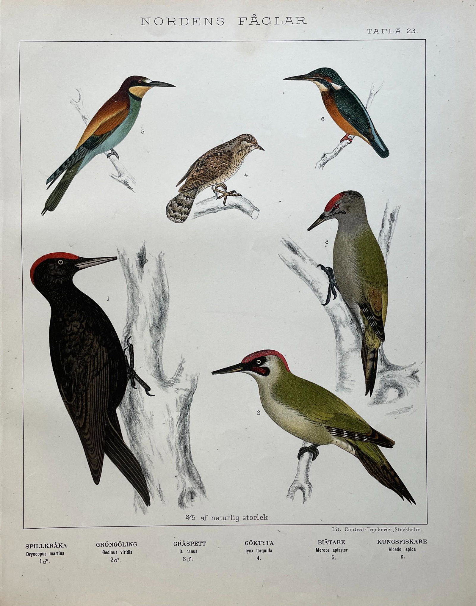 Antique Bird Print - Scandinavian Birds - Black Woodpecker - Green Woodpecker: Title: Antique Bird Print - Scandinavian Birds - Black Woodpecker - Green Woodpecker Description: Antique chromolithographic bird print from the work "New expanded and revised edition of C. J. Sundeva