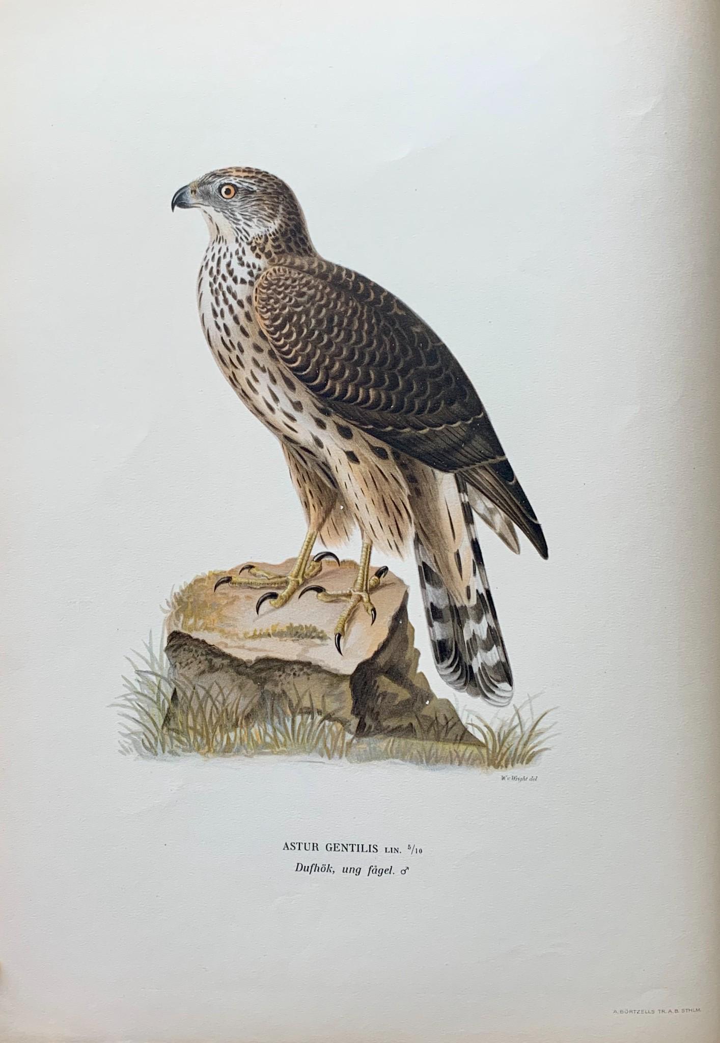 Antique Bird Print - 1920 Scandinavian Chromolithograph - Northern Goshawk: Title: Antique Bird Print - 1920 Scandinavian Chromolithograph - Northern Goshawk Description: Swedish Birds Print is an artwork from the Von Wright Brothers - a sweet sentiment carries forward on a s