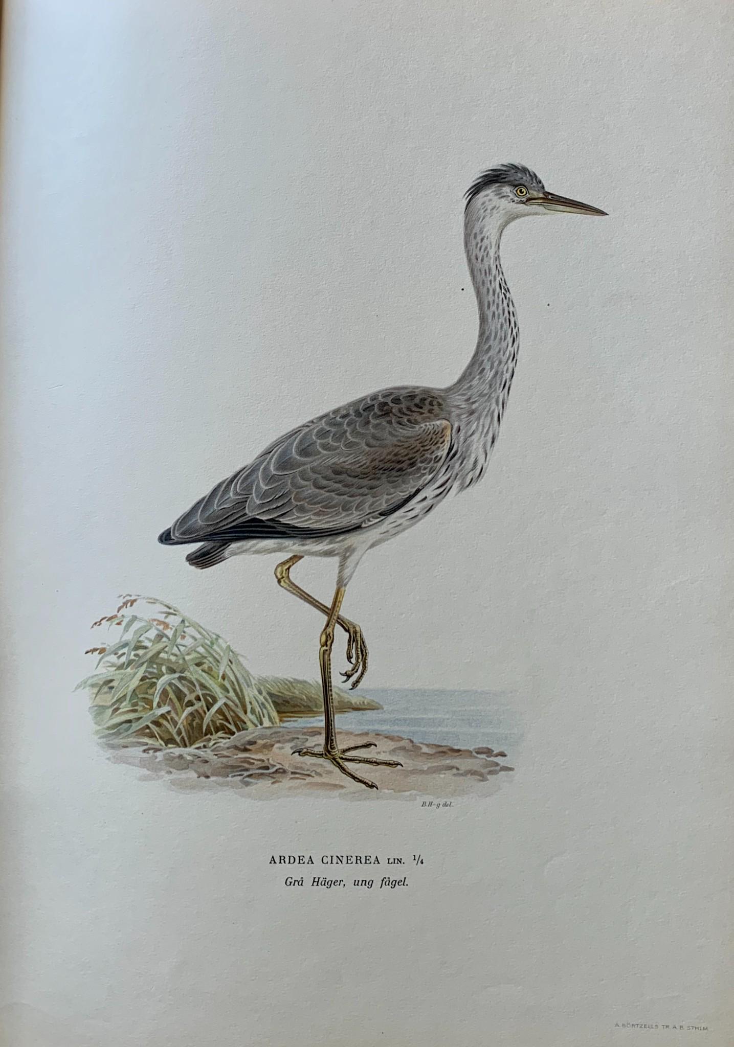 Antique Bird Print - 1920 Scandinavian Chromolithograph - Grey Heron: Title: Antique Bird Print - 1920 Scandinavian Chromolithograph - Grey Heron Description: Swedish Birds Print is an artwork from the Von Wright Brothers - a sweet sentiment carries forward on a single 