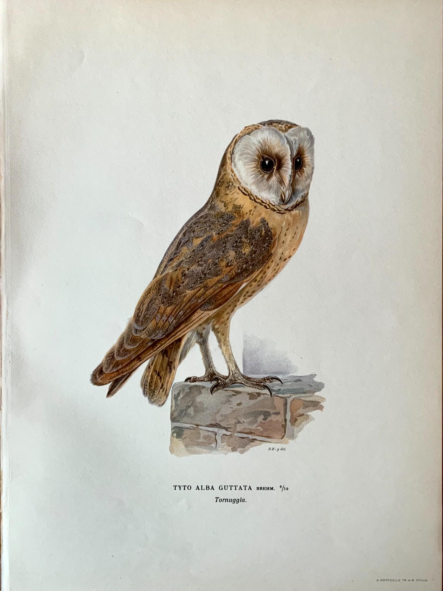Antique Bird Print - 1920 Scandinavian Chromolithograph - Barn Owl: Title: Antique Bird Print - 1920 Scandinavian Chromolithograph - Barn Owl Description: Swedish Birds Print is an artwork from the Von Wright Brothers - a sweet sentiment carries forward on a single pi