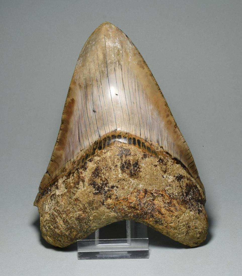 Superb 14.3 cm purplish Fossil Shark Tooth - Carcharodon megalodon: Species: Carcharodon megalodon Age: Mioceneâ€“Pliocene Locality: Indonesia Measurements: 14.3 cm along edge Weight: 321 g A superb and large tooth with near-perfect, natural purplish enamel. Grea