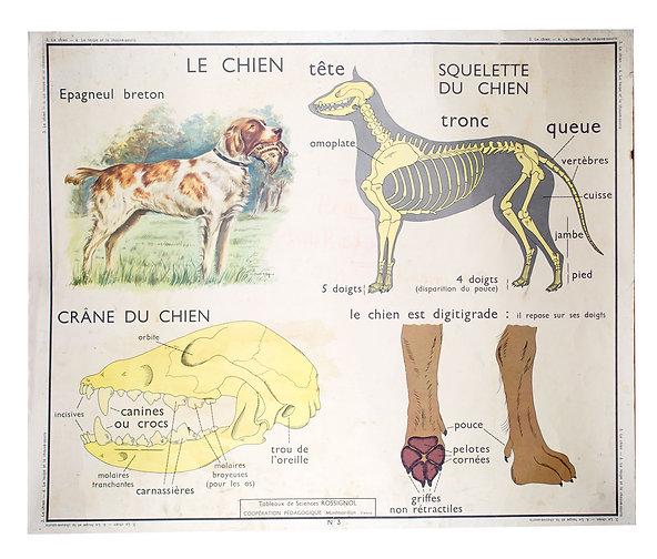 FRENCH school aid poster Rosignol 1950 dog and science (1 of 2)