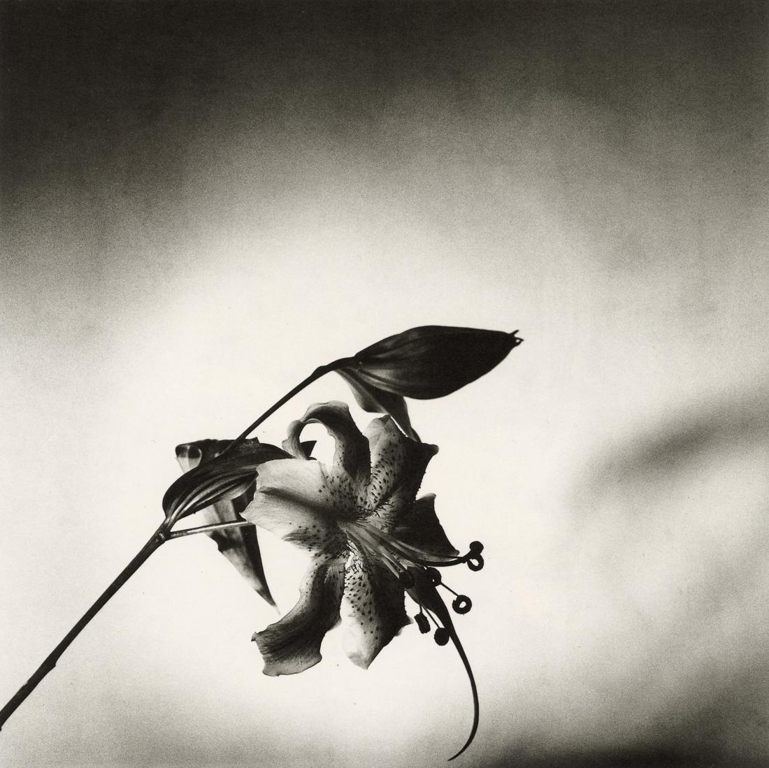 ROBERT MAPPLETHORPE - Lily, 1977 (1 of 1)