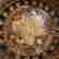 item-137297136=7