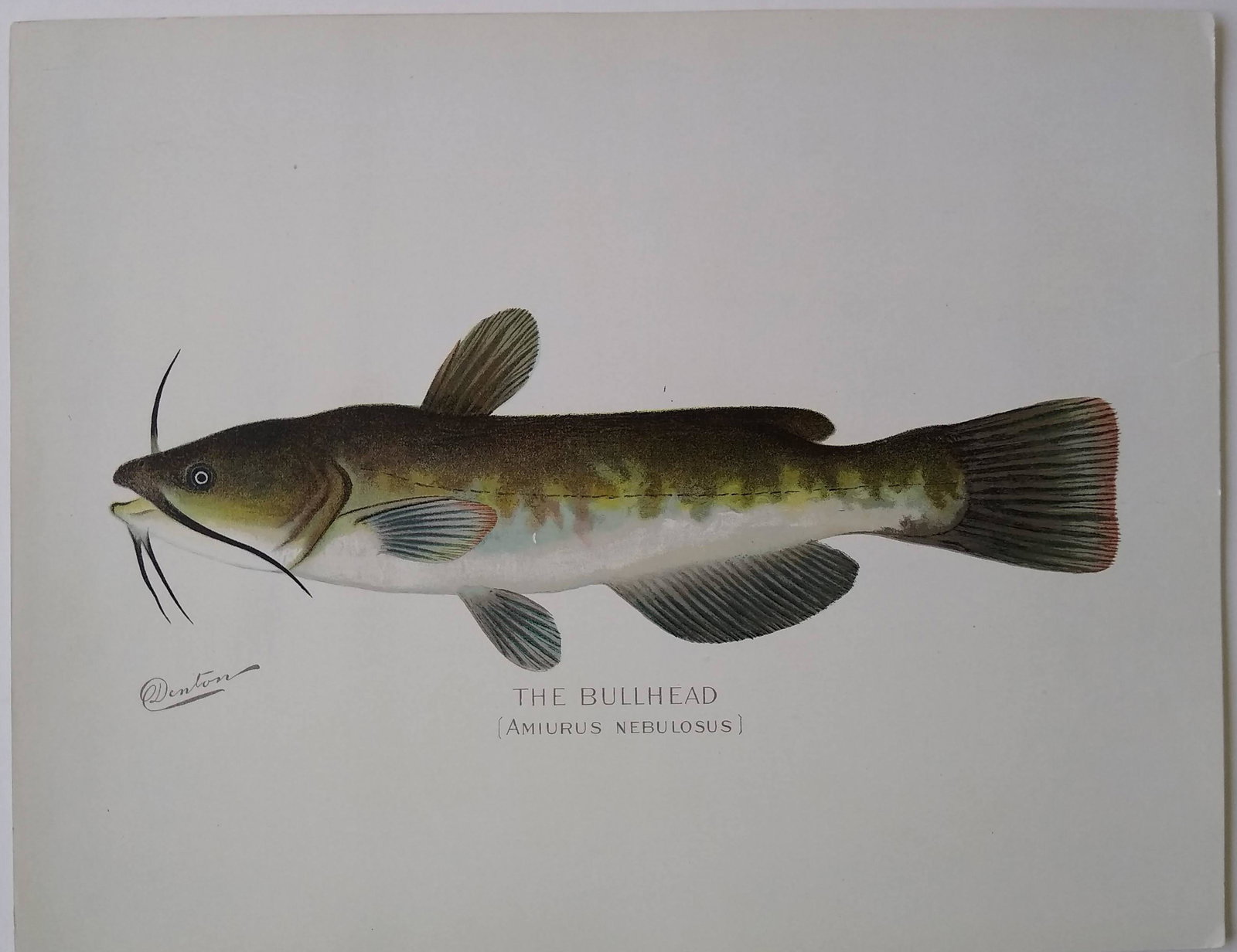 Denton Fish Prints-Bullhead (1 of 1)