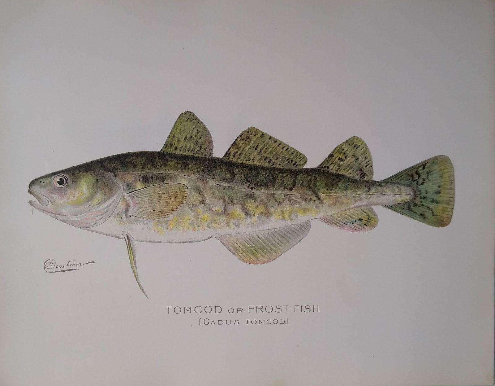 Denton Fish Prints-Tom Cod (1 of 1)