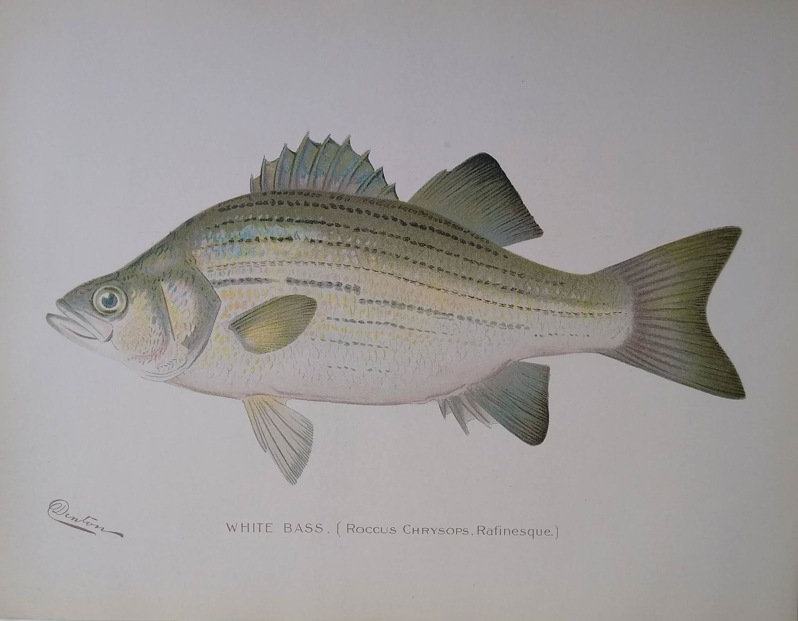 Denton Fish Prints-White Bass (1 of 1)