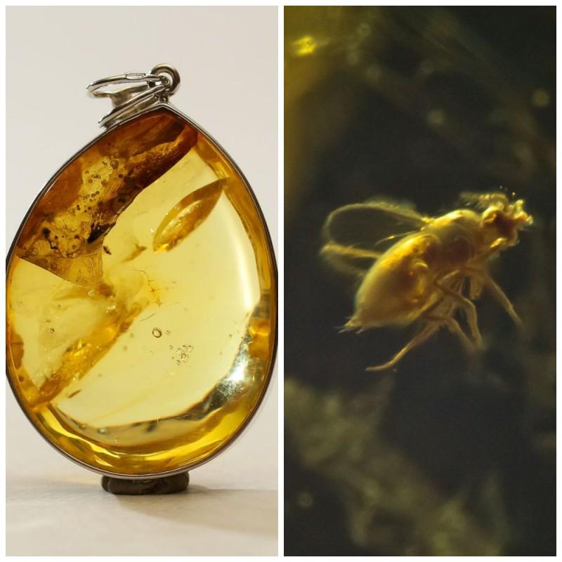 Natural Baltic amber pendant inclusion insect fly silver 725 stamped (1 of 11)