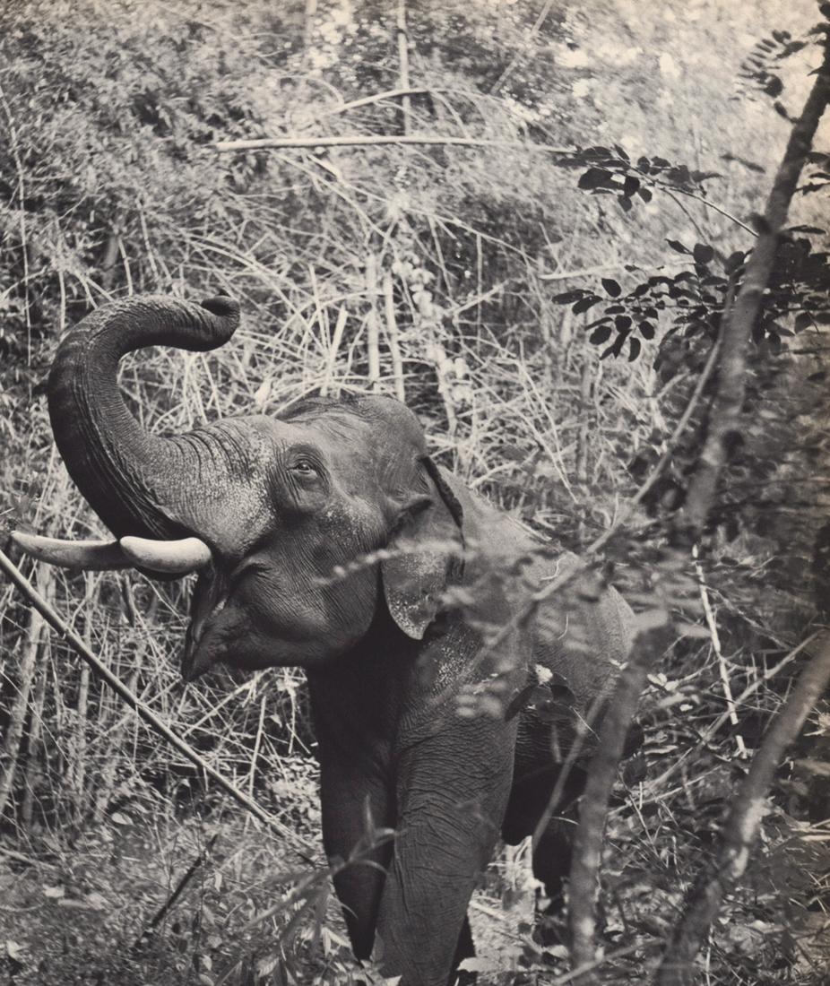 YLLA - Elephant, India, ca 1950s (1 of 1)