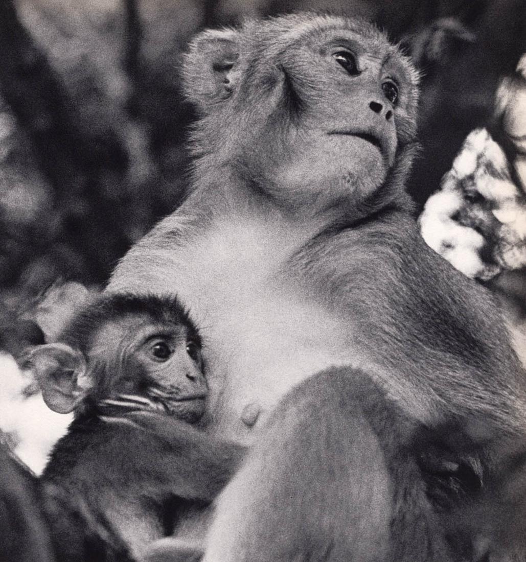 YLLA - Rhesus monkey, and baby, India, ca 1950s (1 of 1)