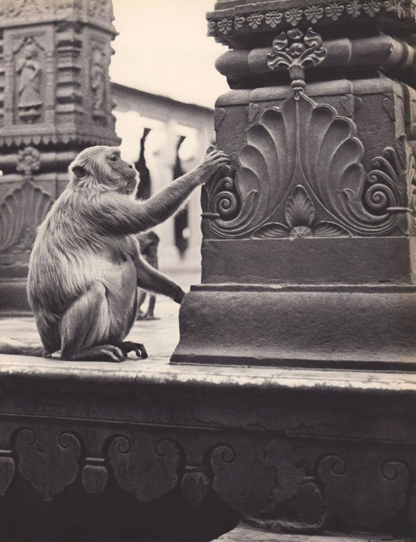 YLLA - Temple monkey, India, ca 1950s (1 of 1)