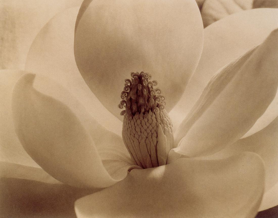IMOGEN CUNNINGHAM - Magnolia Blossom, 1925: Artist: Imogen Cunningham Title: Magnolia Blossom, 1925 Medium: Photo Litho, 1999, USA Dimensions: 6.7x5.25" Description: Heat Wax Mounted on 8.5x11" Conservation Board Artist Bio: Imogen Cunningham (