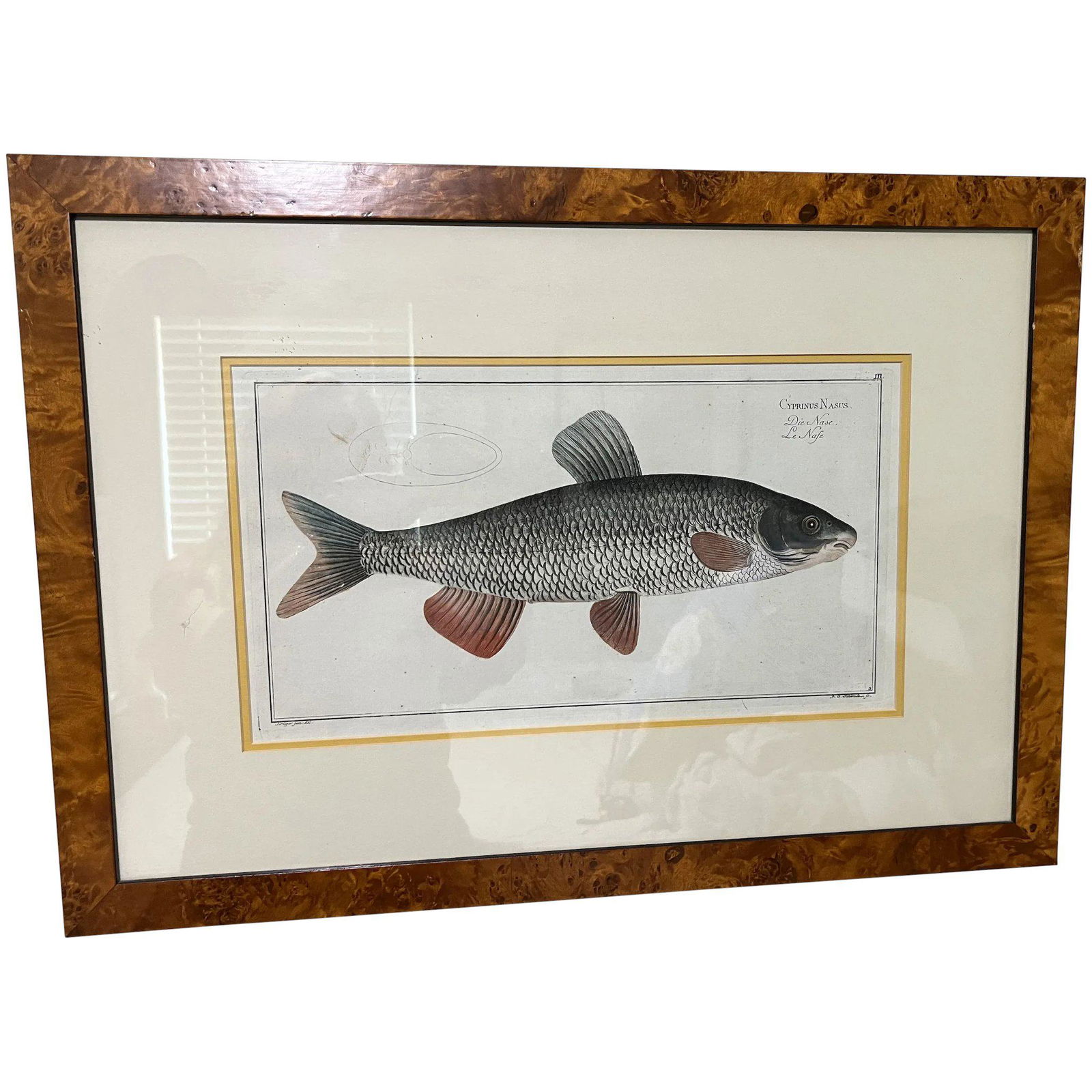 Antique Engraving Cyprinus Nasus Fish by Kruger Juns Del /F.G Schmidt: (1816 - 1906) fish hand-colored engraving. includes "Kruger jun. del." printed in lower left, "F.G Schmidt " printed in lower right, . Engraving of fish"measures image size, 17.5" x 11.75" (44.5cm x 2