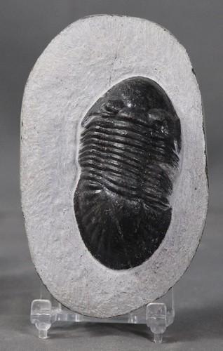 Fine Fossil Trilobite : Paralejurus Spatuliformis (1 of 5)