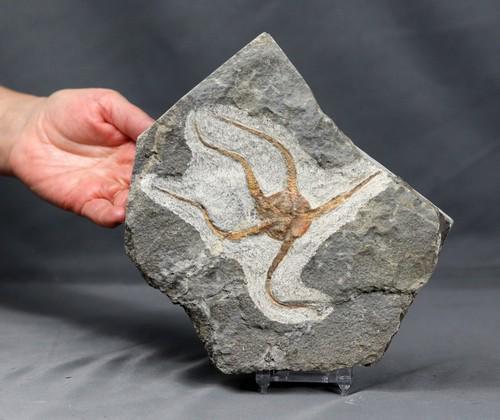 Giant natural Protaster on matrix: Title: Giant natural Protaster on matrix Date/Period: Ordovician, Kataoua Formation Findspot: El Kaid Errami, Morocco Size of the Slab: 18 x 14.5 cm Size of the fossil: 12.5 cm Weight: 1461 gr Reserve