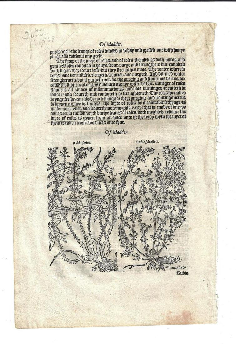 1568 Turner English Herbal Leaf (1 of 2)