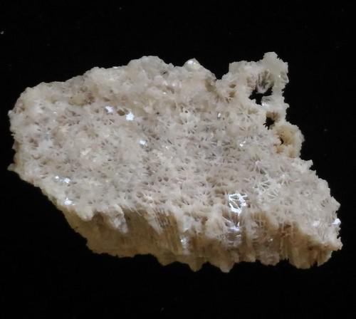 CORAL FOSSIL: Title: CORAL FOSSIL Origin: Panglao, Bohol, Visayas, Philippines Size: 4x2.5x1 cm / 9 gram Description: calcite crystals replacing fossil corals Reserve: $5.00 Shipping: Domestic: Flat-rate of $6.00 t