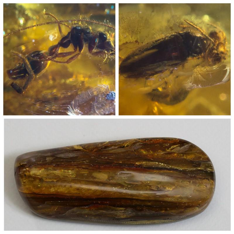 81 g. Natural Baltic amber 3 inclusions insects raw stone (1 of 12)