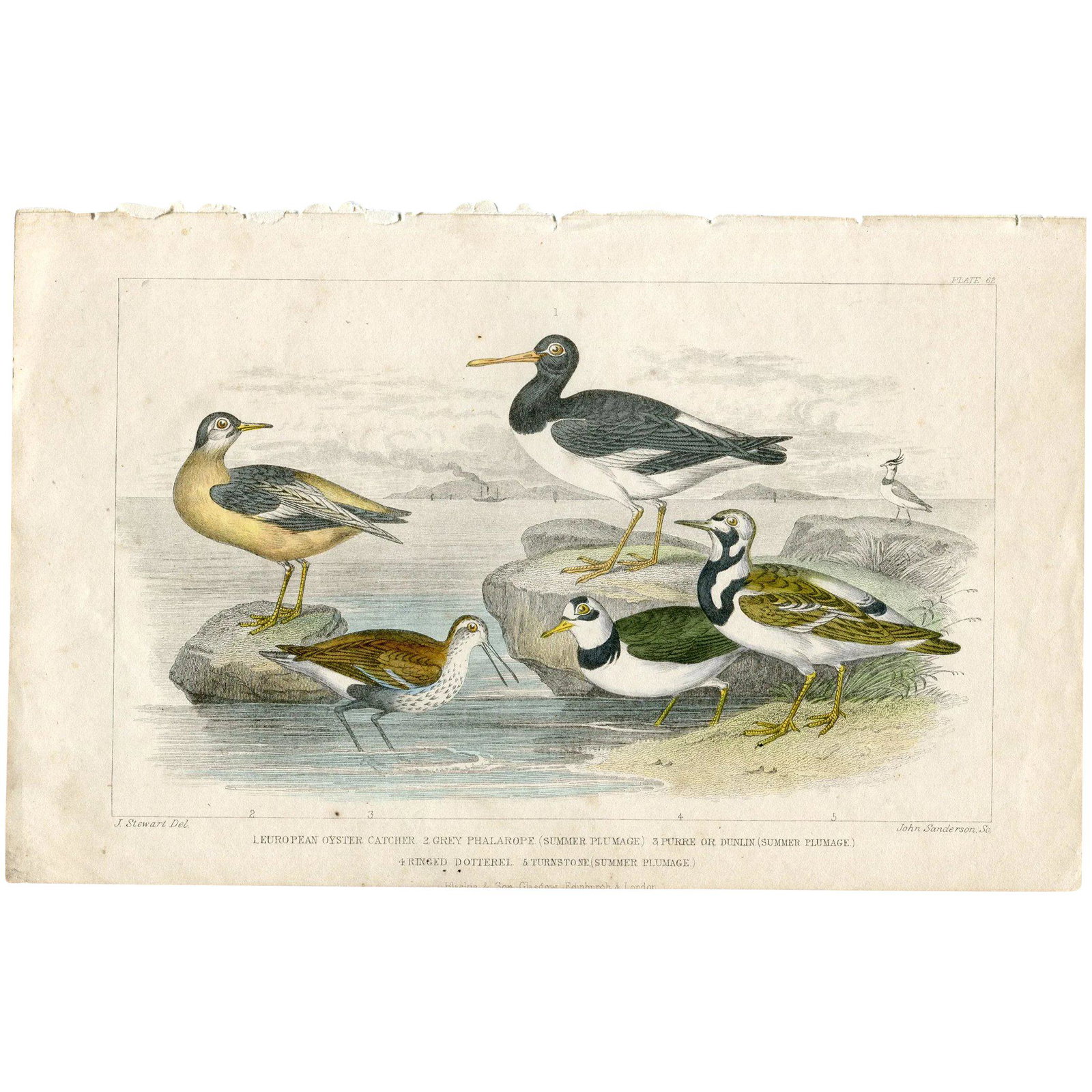 European Oyster Catcher. Grey Phalarope. Purre or Dunlin. Ringed Dotterel. Turnstone - 1852: 1. European Oyster Catcher, 2.Grey Phalarope (Summer Plumage), 3. Purre or Dunlin (Summer Plumage), 4. Ringed Dotterel, 5. Turnstone (Summer Plumage) Upper Right: Plate 62. Lower Left: J. Stewart Del.