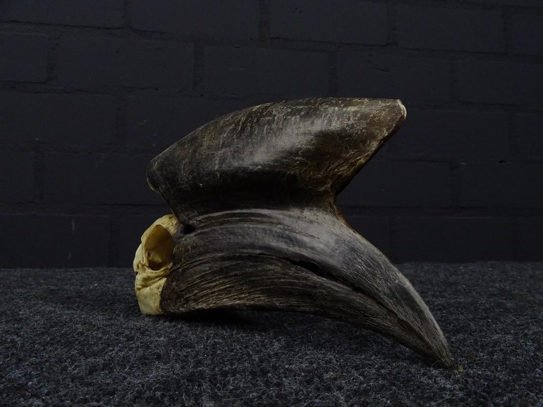 male black hornbil skull (1 of 9)