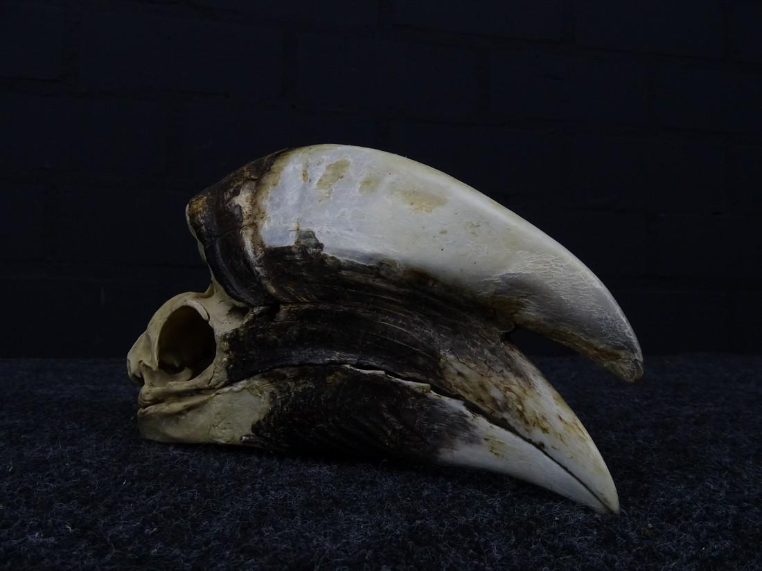 male white hornbill skull (1 of 8)