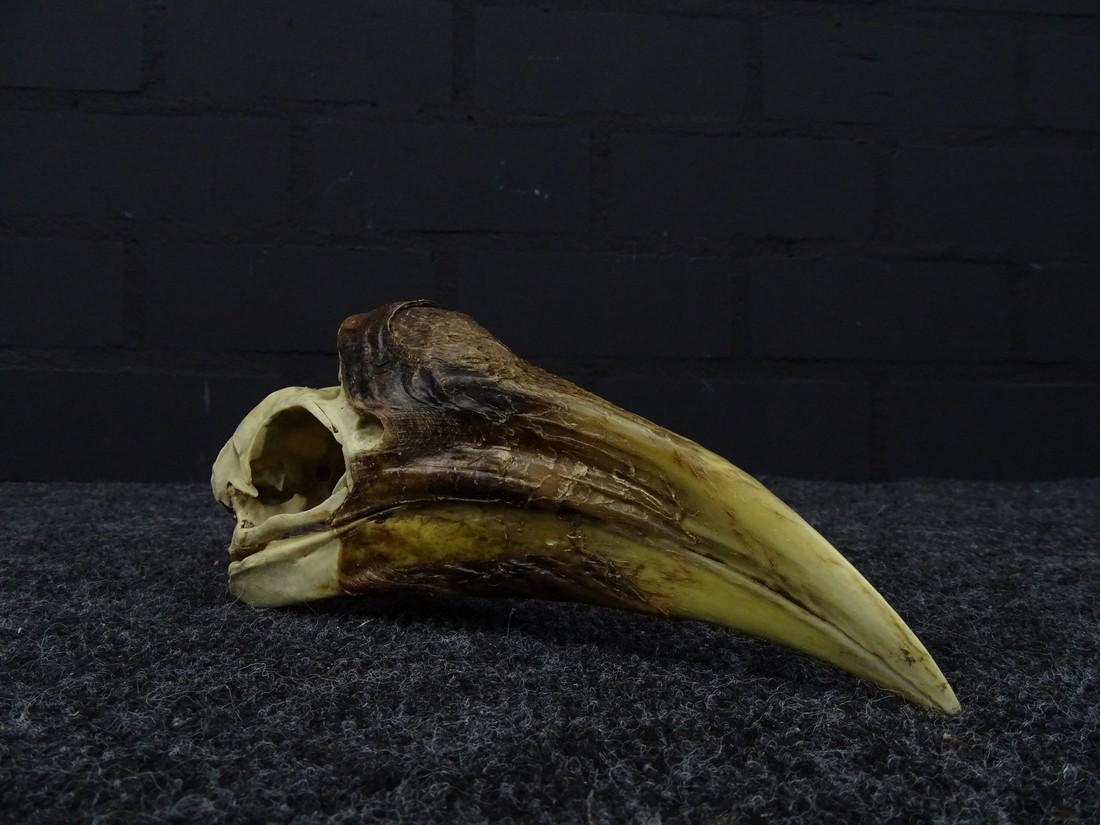 Female hornbill skull (1 of 9)