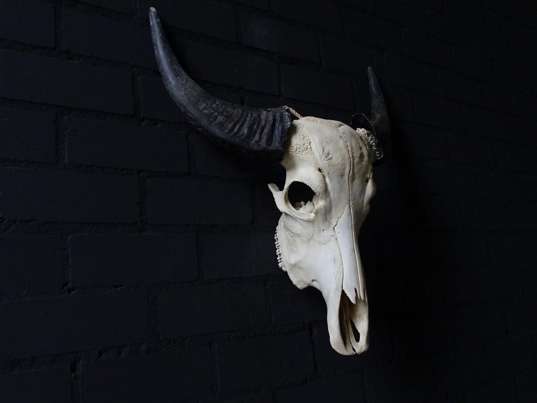Asian waterbuffelo skull: Title: Asian waterbuffelo skull Dimension: 57x64x20 cm Description: waterbuffalo skull with hornsNo Reserve! Shipping: Domestic: Flat-rate of $45.00 to anywhere within the contiguous U.S. Internationa