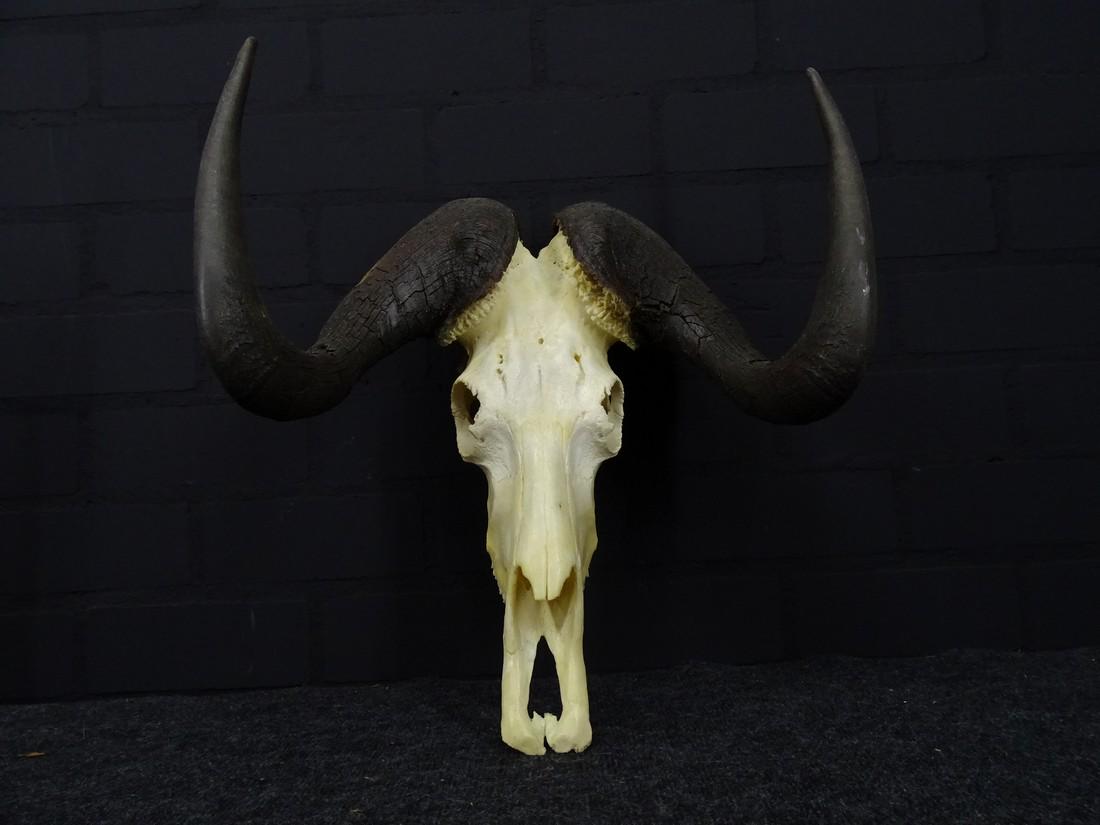 African black wildebeast skull (1 of 10)