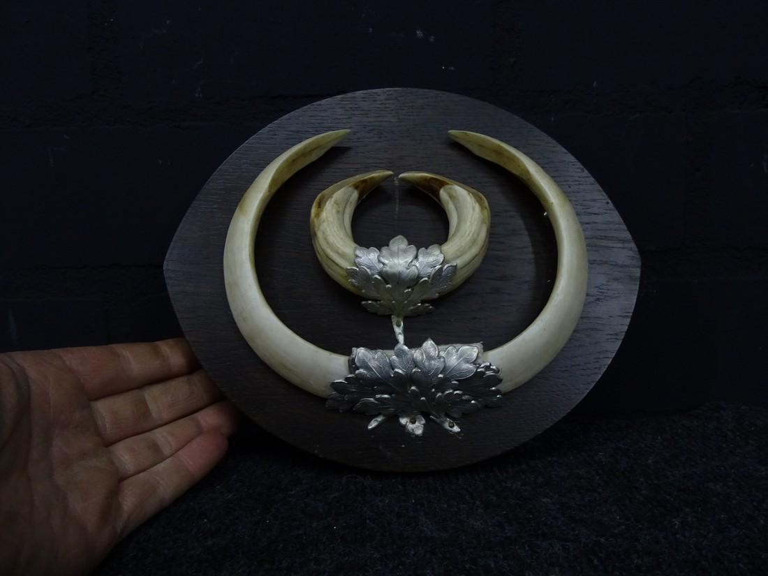 Wild boar wallmounted tusks trophy (1 of 8)