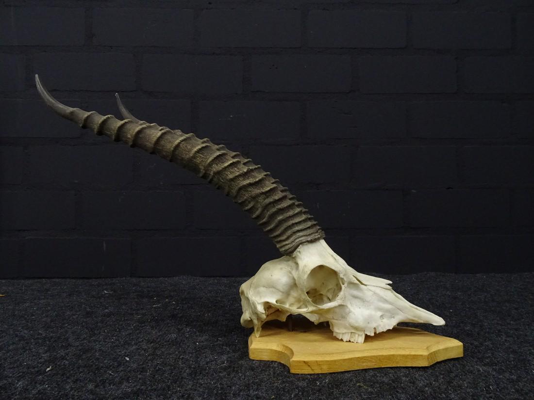 african thompson gazelle full upperskull (1 of 8)