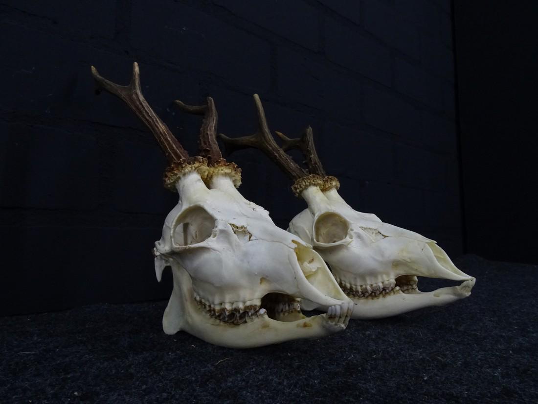 2 roedeer full skulls: Title: 2 roedeer full skulls Dimension: Description: not 100%matching jaws but still looking goodNo Reserve! Shipping: Domestic: Flat-rate of $35.00 to anywhere within the contiguous U.S. Internationa