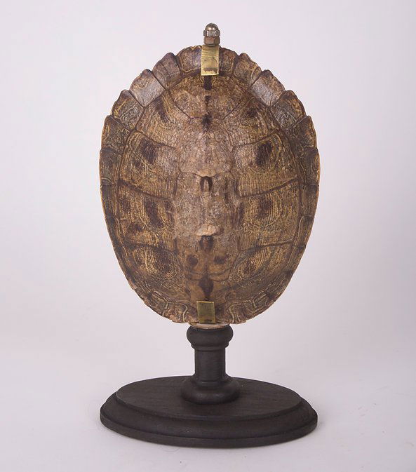 Medium mounted IITurtle in the manner of Deyrolle fils smaller: Made in France this mounted Turtle possibly a tortoise looks like a classroom aid piece created by Ã‰mile Deyrolle.Turtle, (order Testudines), any reptile with a body encased in a bony shell, inclu