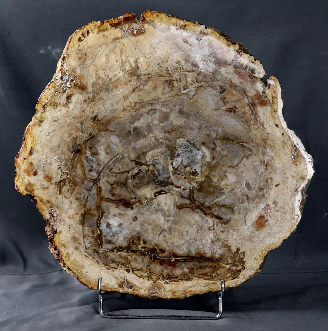 Big polished fossil wood slab (1 of 5)