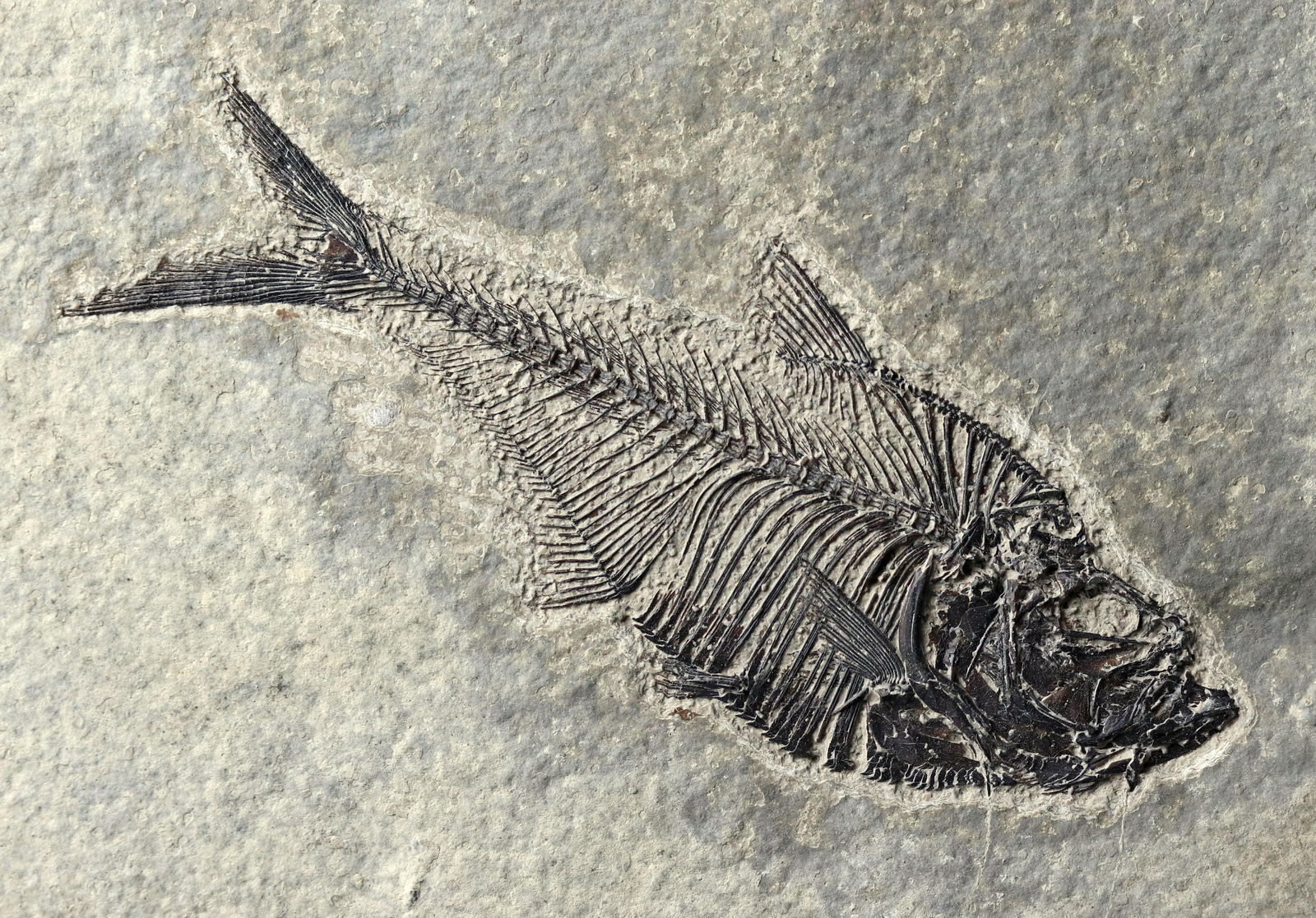 Outstanding Fossil Fish - Museum quality (1 of 5)