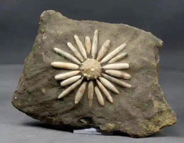 Fossil club urchin : Asterocidaris bistriata: Title: Fossil club urchin : Asterocidaris bistriata Age: Jurassic , Bajocian stage Findspot: Talsint, Morocco Size of the Slab: 17 x 12 cm Size of the fossil: 8.9 cm (from spine to spine) Weight: 856